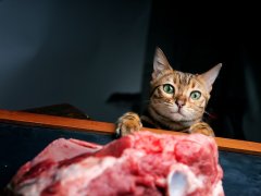 Portrait of Bengal Cat trying to get leg of lamb in the kitchen