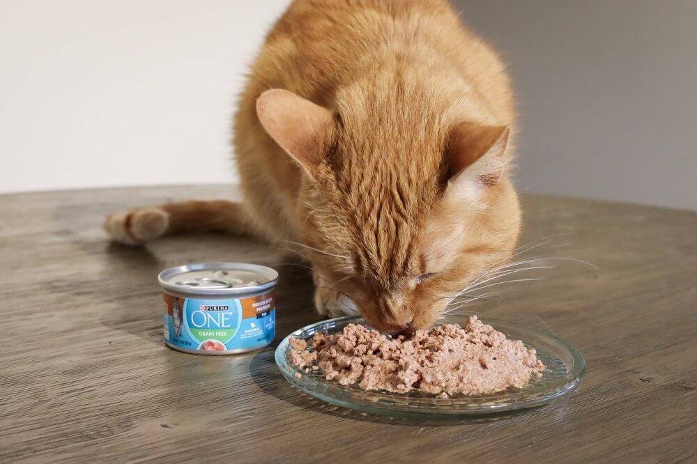 Purina ONE Chicken Recipe Paté Natural Grain-Free Canned Cat Food