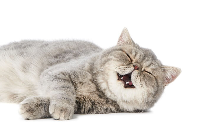 Cat lounging on white background