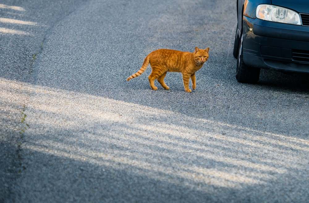 Red cat crosses the road in front of a car