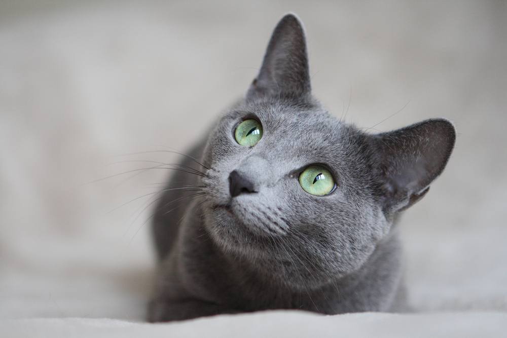 Russian Blue