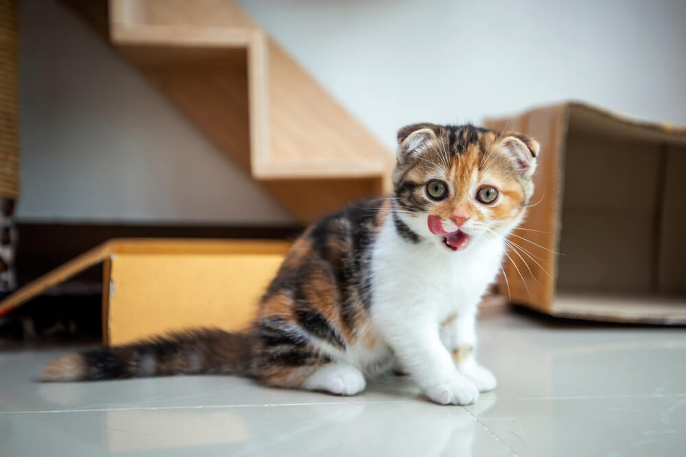 Scottish fold cat are playing in the house