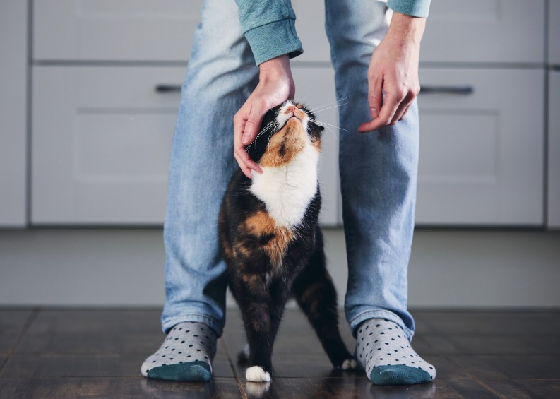 The best way to learn to speak meow to your cat is by closely observing them.