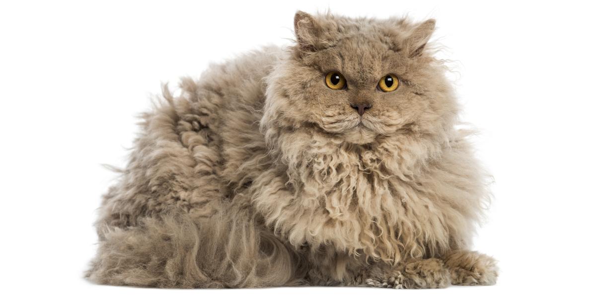 Selkirk Rex