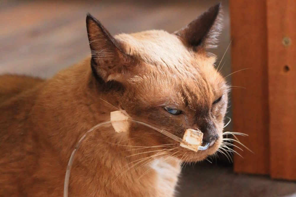 Siamese cat with a feeding tube in the nose