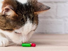 Tabby and white cat sniffs two capsule medications