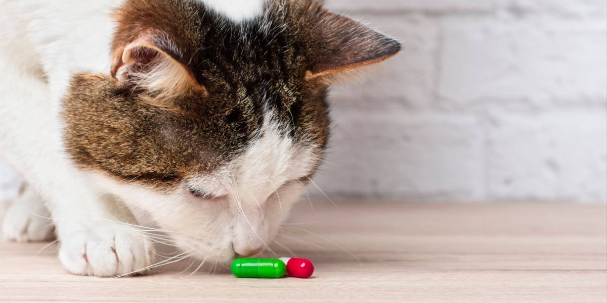 Tabby and white cat sniffs two capsule medications