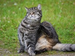 Tabby cat scratching itself, possibly experiencing itchiness or discomfort.