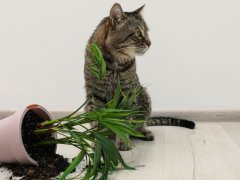 tabby cat sits next to overturned houseplant