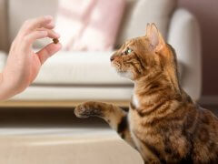 Teaching domestic cats commands