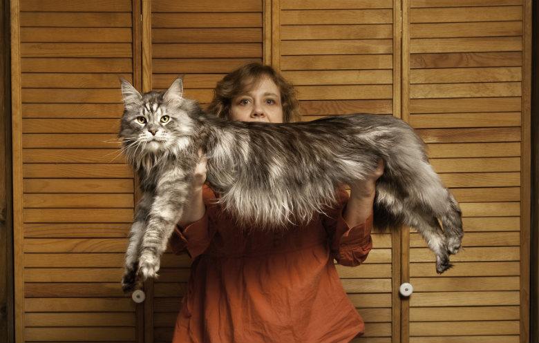 The Longest Domestic Cat