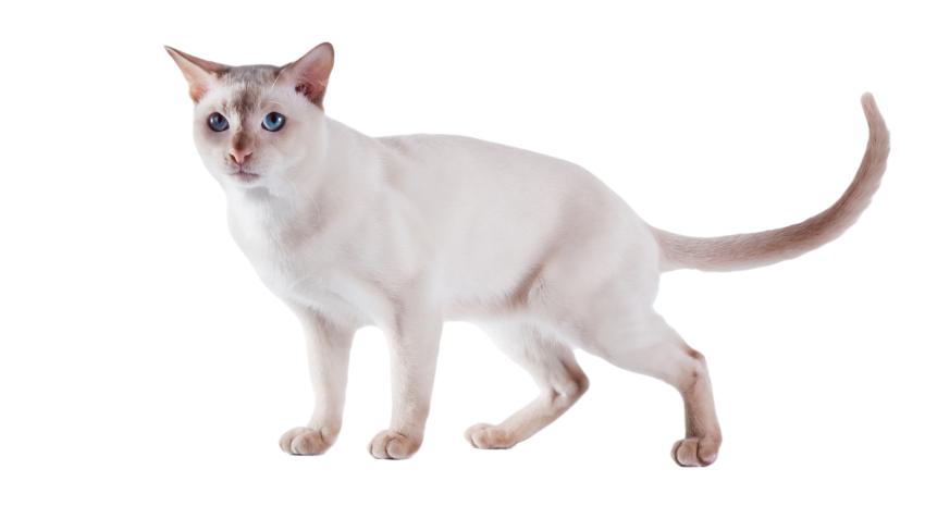 Tonkinese