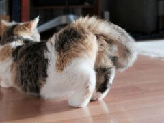 Tortoise-shell cat in characteristic posture of heat/estrus with back end arched