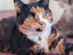 Tortoiseshell cat looks at camera