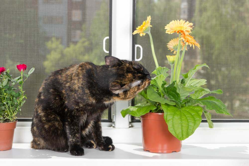 Tortoiseshell cat sits on window sill and eats gerbera flower in flowerpot.