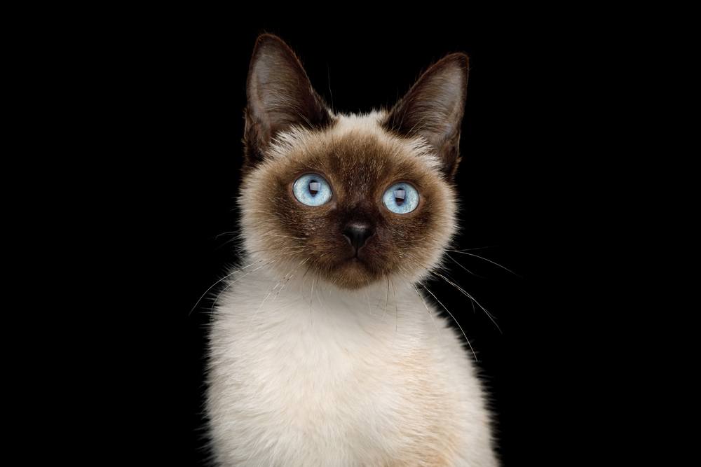 Portrait of Scyth Toy Bob, the most smallest Cat on Isolated Black Background, 8 month, siamese fur and blue eyes