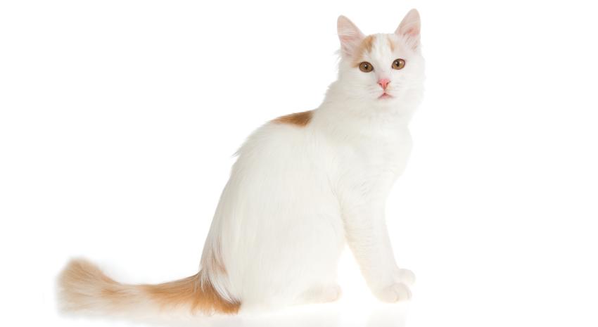 Turkish Van