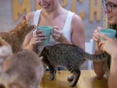 two women at a cat cafe drinking coffee with cats