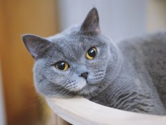 european cat breeds