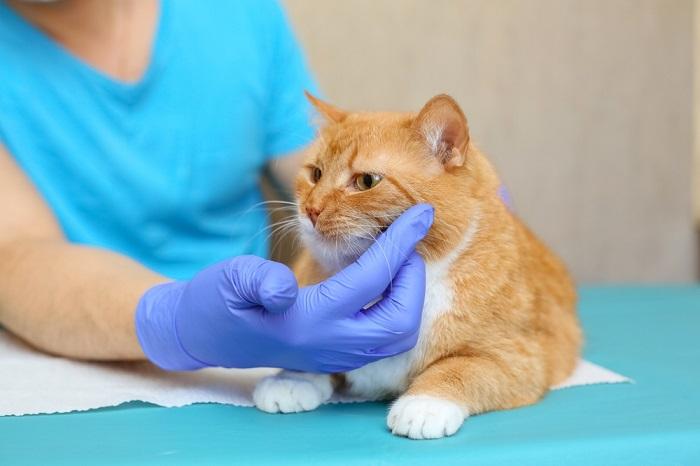 vet examining sick cat