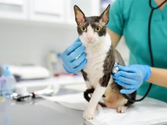 A veterinarian presses a stethoscope to a cat’s chest area.