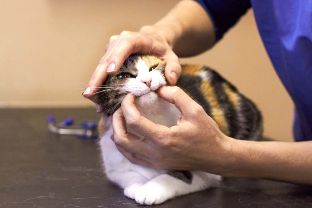 Veterinarian examines the mouth of a tortoiseshell cat