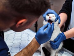 Veterinarian examining cat’s mouth