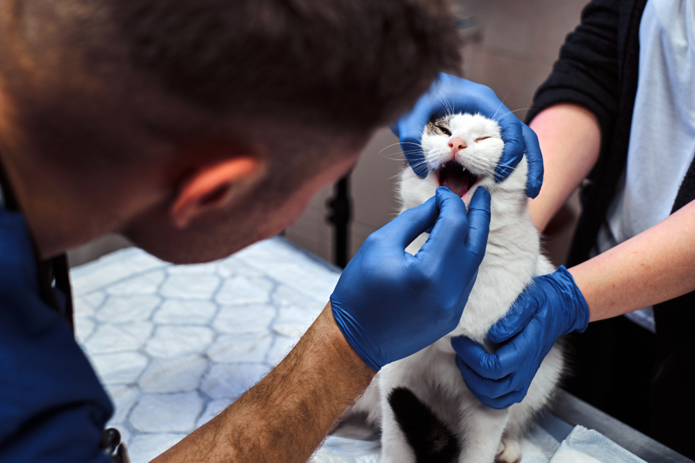 Veterinarian examining cat’s mouth