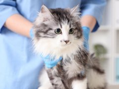 Veterinarian examining cute cat after sterilization