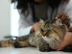 Veterinarian examining main coon tabby cat