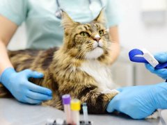 veterinarians take a blood test from a Maine Coon cat