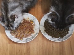 Wet vs Dry Cat Food