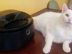 white cat next to petlibro polar wet food feeder