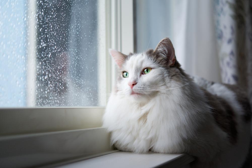 Warrior cat names: White cat sitting beside a window at home