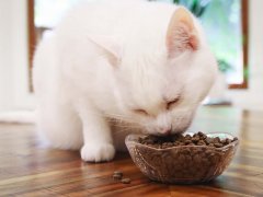 White Short Hair Eating Instinct Original Grain Free Recipe With Real Chicken Dry Kibble Cat Food