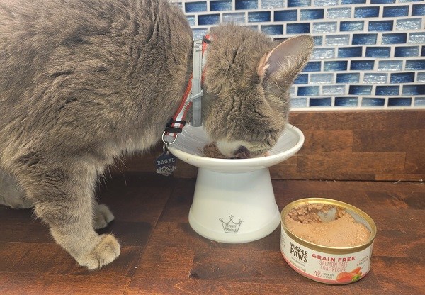 Whole Paws Grain-Free Salmon Pate Loaf Recipe Wet Cat Food