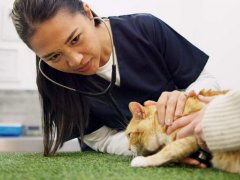 woman vet listening to the heart of ginger cat with stethoscope