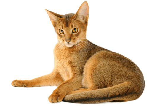 Abyssinian