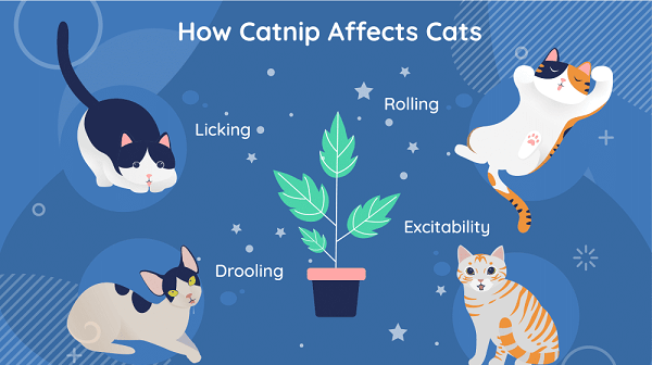 illustration of how cat are affect by catnip