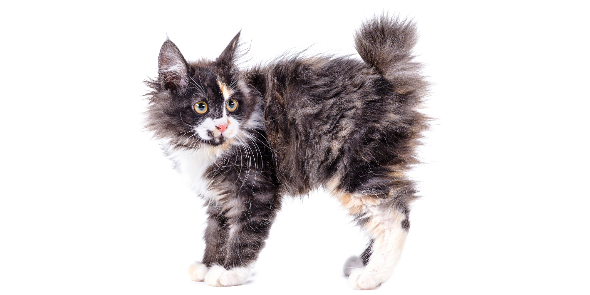 Kurilian Bobtail